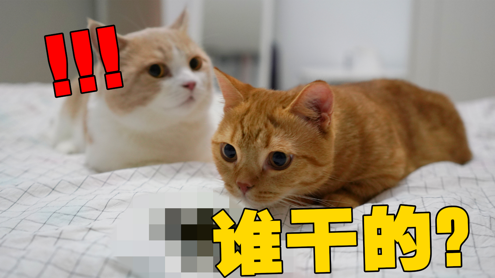 猫:只要我埋得够快,妈就不知道是我干的